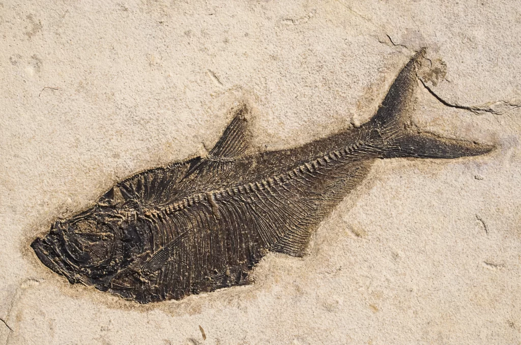 This is a picture of a diplomystus fossil fish from Green River Formation