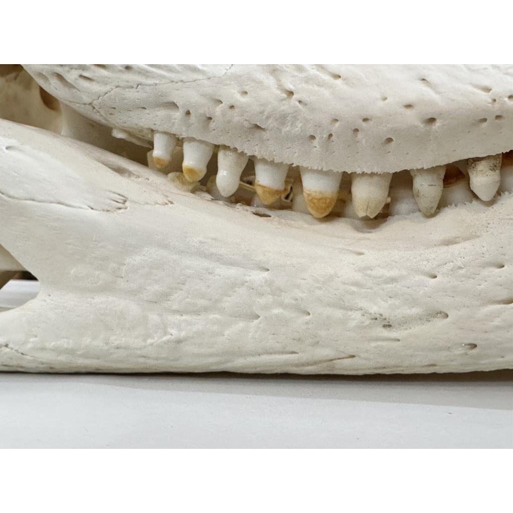 Alligator skull, Monster 22 inch taxidermy Prehistoric Online