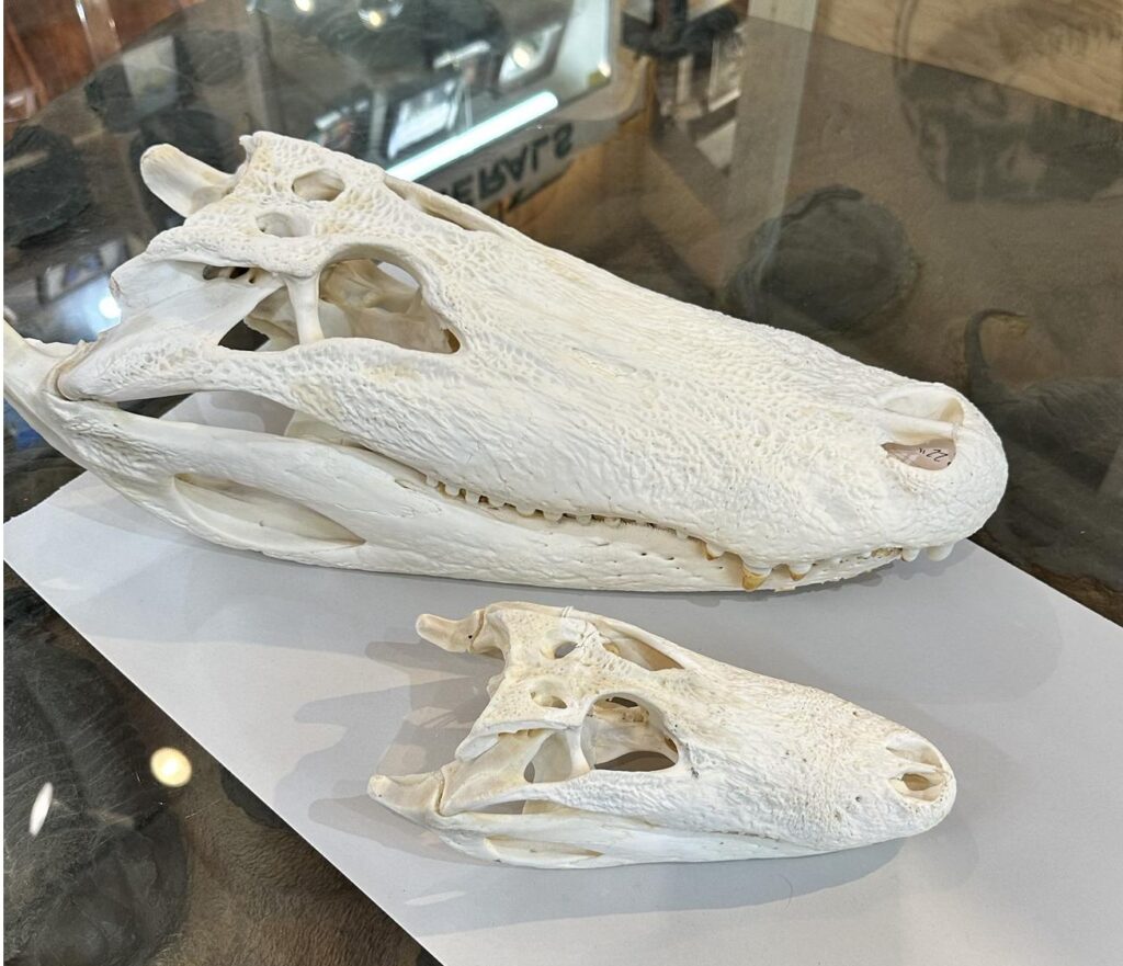 Alligator skull, Monster 22 inch taxidermy