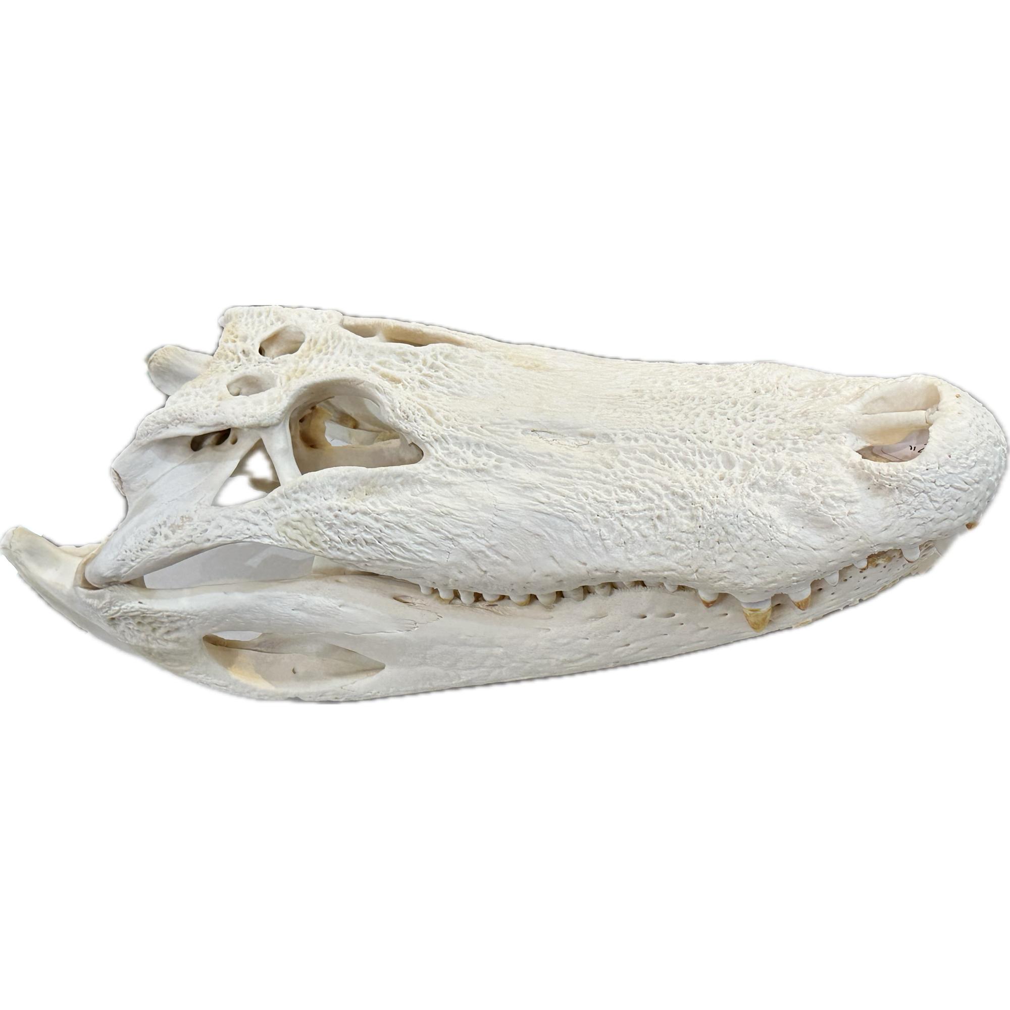 Taxidermy, Alligator Skull, Monster 22 inch Prehistoric Online