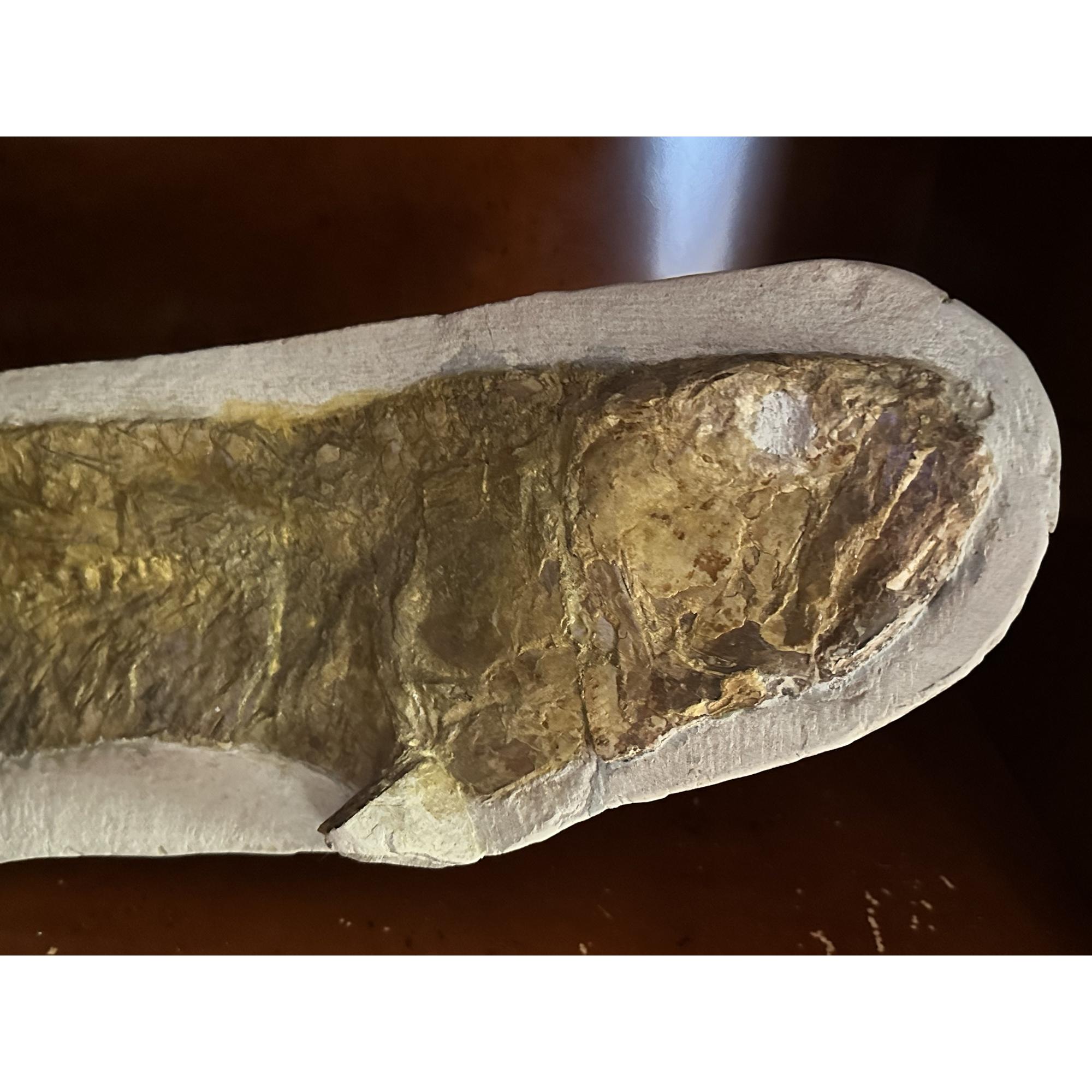 Fossil Fish from Morocco, exceptional and rare species, Ichthyodectiform Prehistoric Online