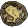 Septarian Slice – Utah, Calicite crystal center Prehistoric Online