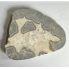 Septarian Slice – Utah, Volcanic ash, aragonite, calcite Prehistoric Online