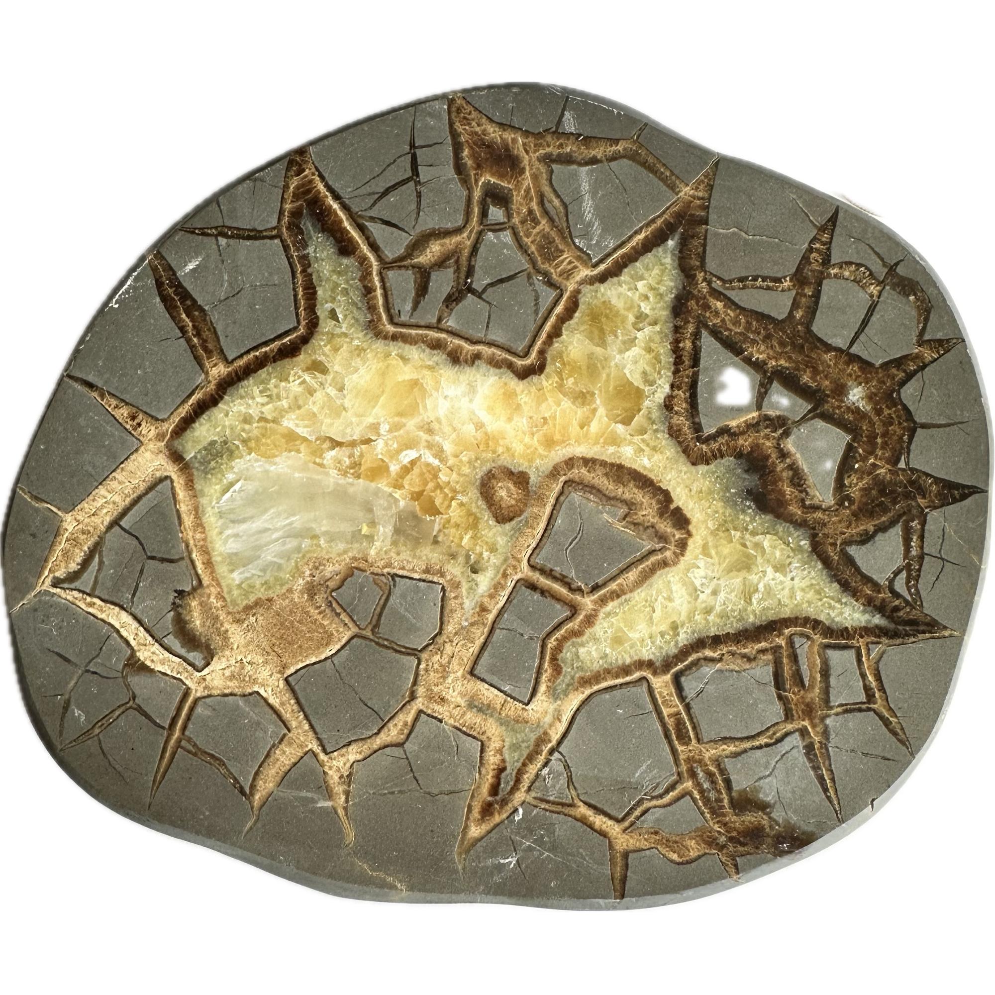 Septarian Slice – Utah, white and golden calcite Prehistoric Online