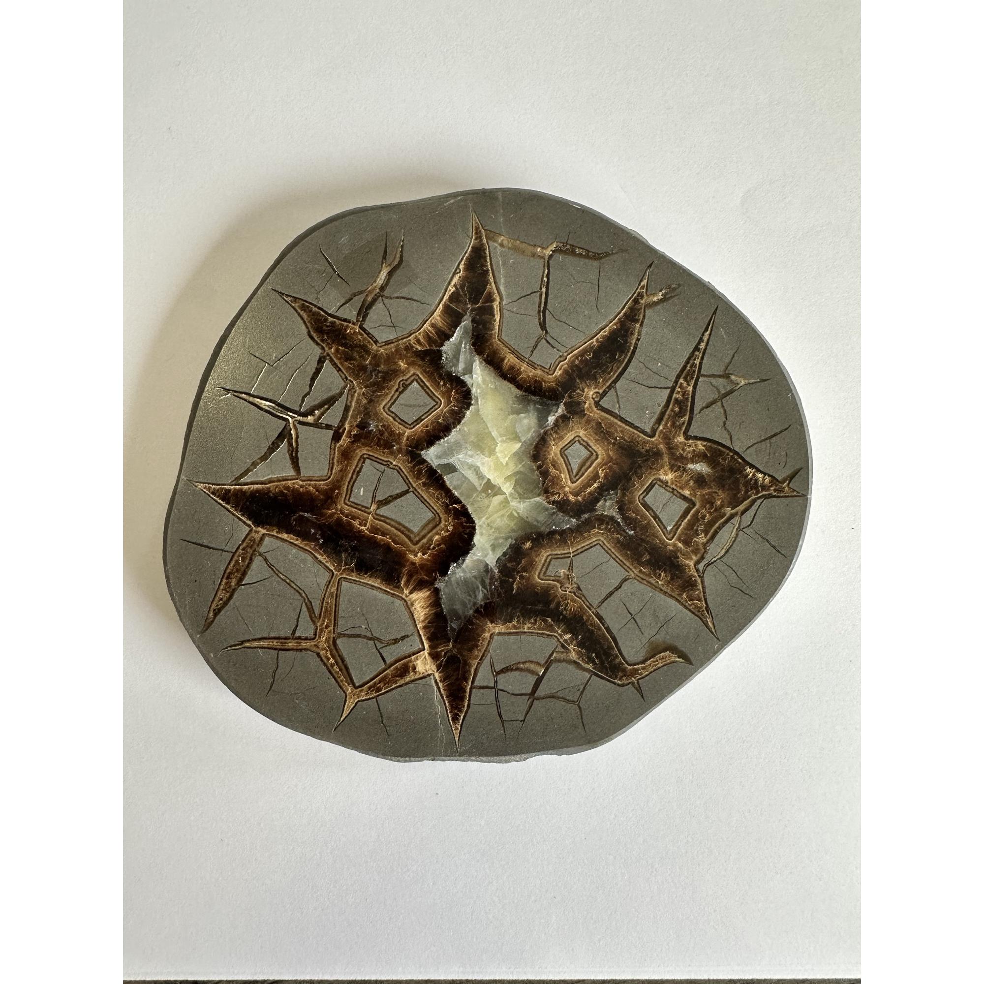 Septarian Slice – Utah, dark beautiful Aragonite mineral Prehistoric Online