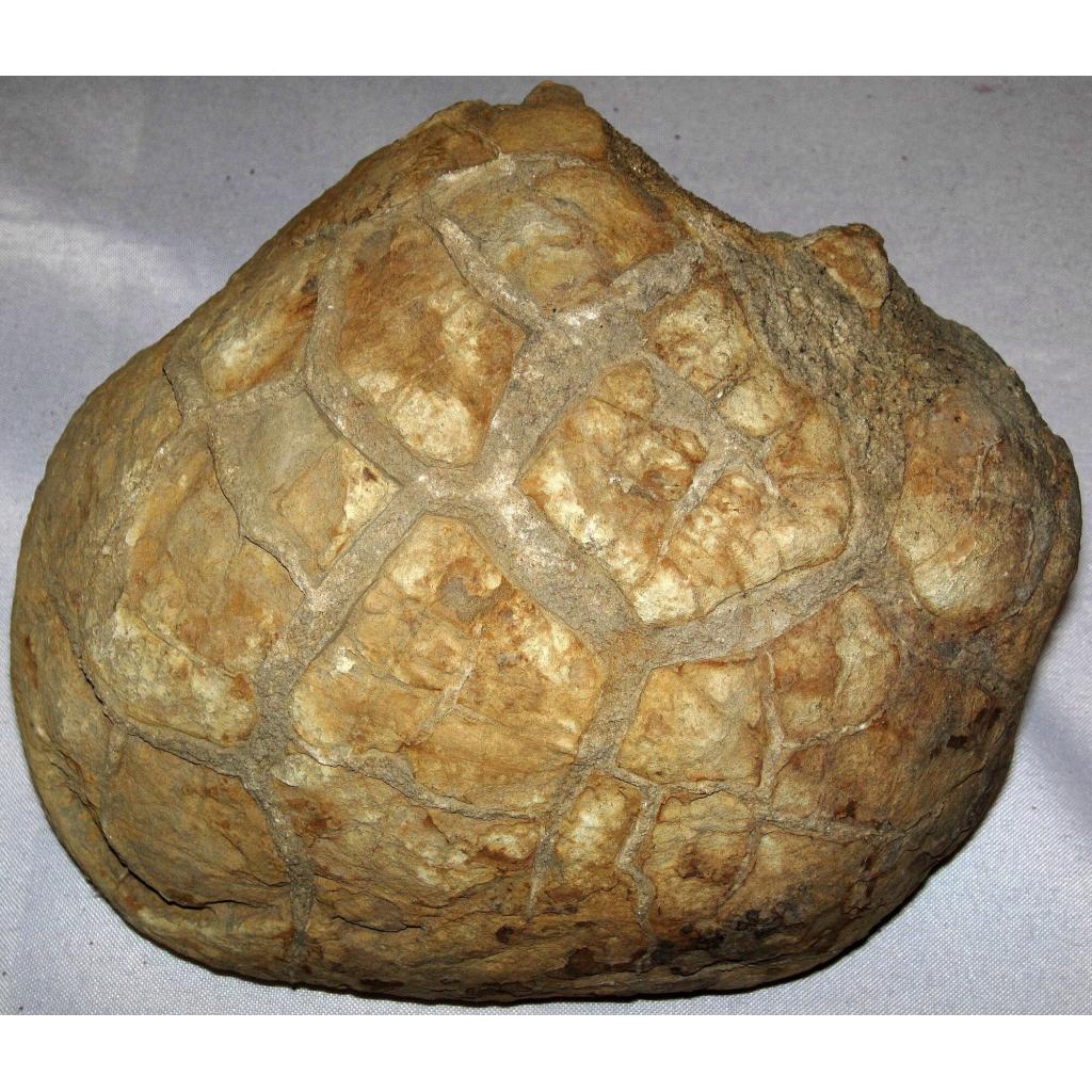 Septarian Stand up –  Utah, golden calcite Prehistoric Online