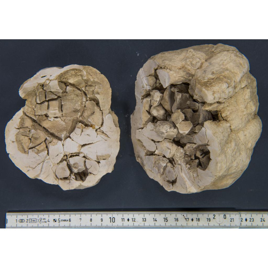 Septarian Slice Utah, calcite and aragonite Prehistoric Online