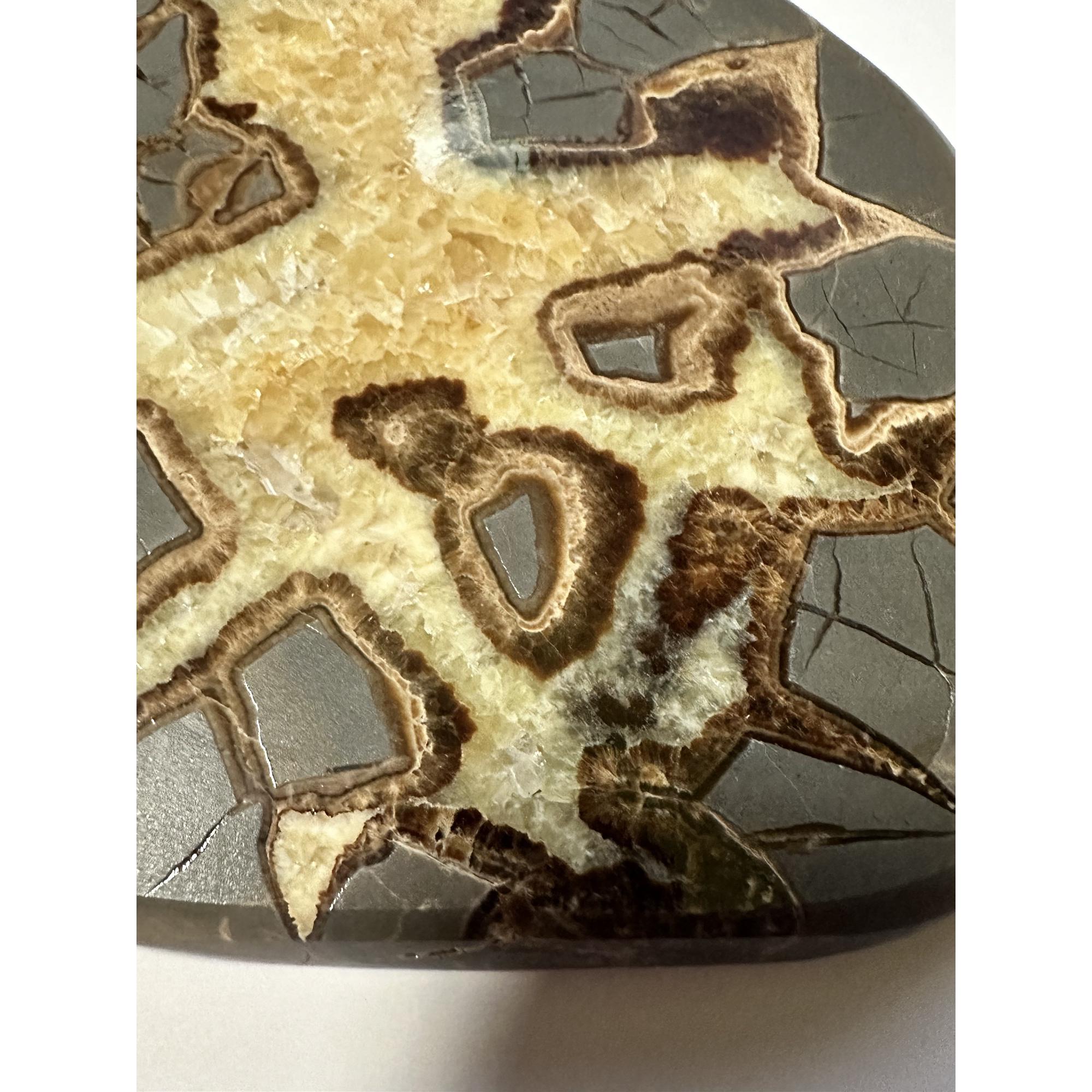 Septarian Slice – Delta Utah, dark rich colors Prehistoric Online