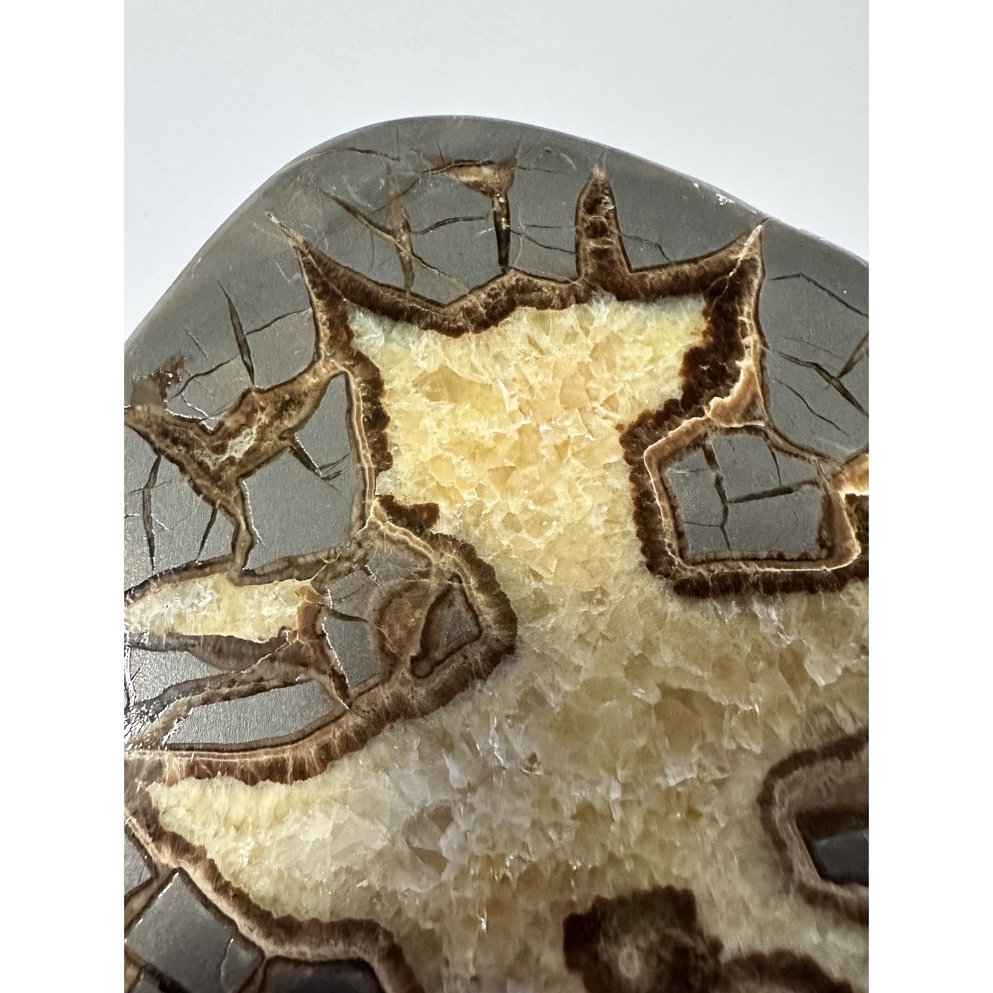 Septarian Slice – Utah, great Giraffe markings Prehistoric Online