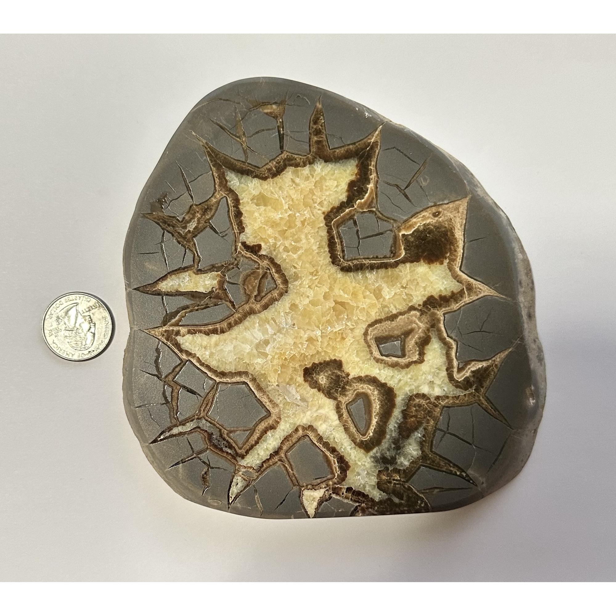 Septarian Slice – Utah, great Giraffe markings Prehistoric Online