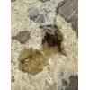 Septarian Slice – Delta Utah, Amazing Calcite center crystal Prehistoric Online