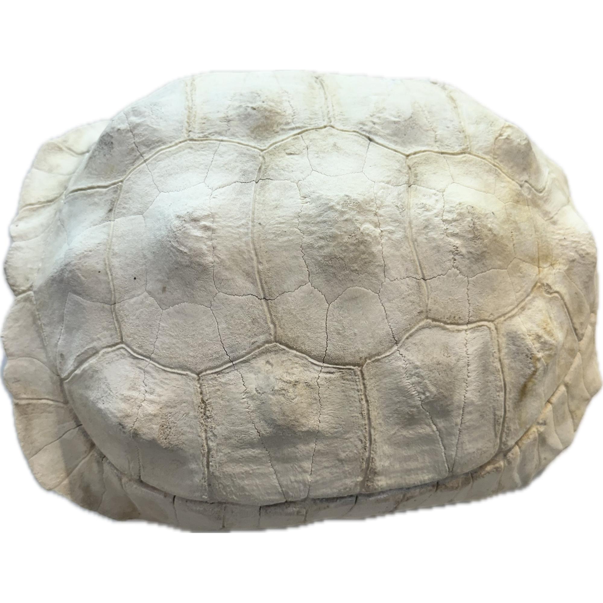 Sulcata shell, Tortoise, Africa, 12 1/2 long specimen Prehistoric Online
