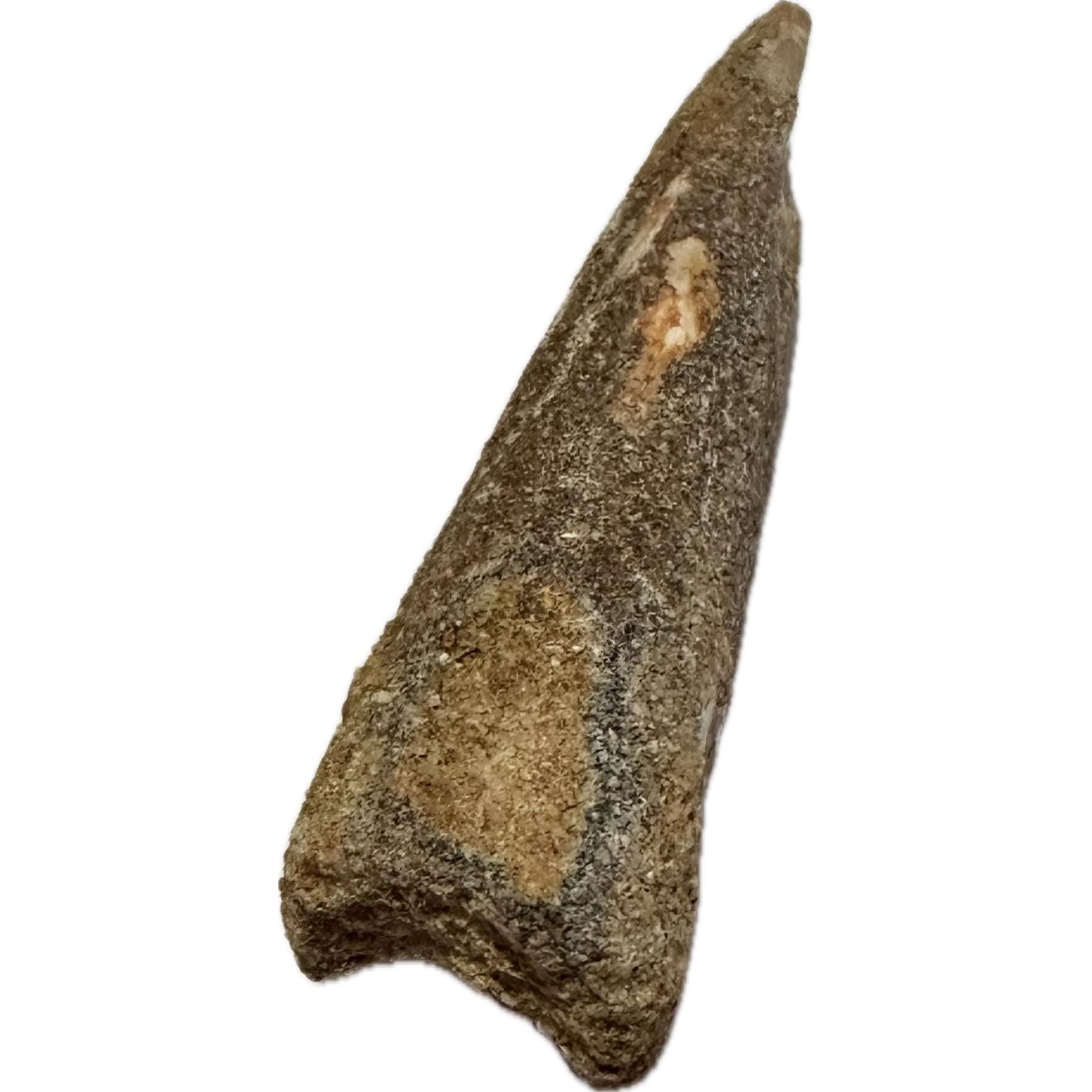 Spinosaurus Tooth, Morocco, Free display included Prehistoric Online
