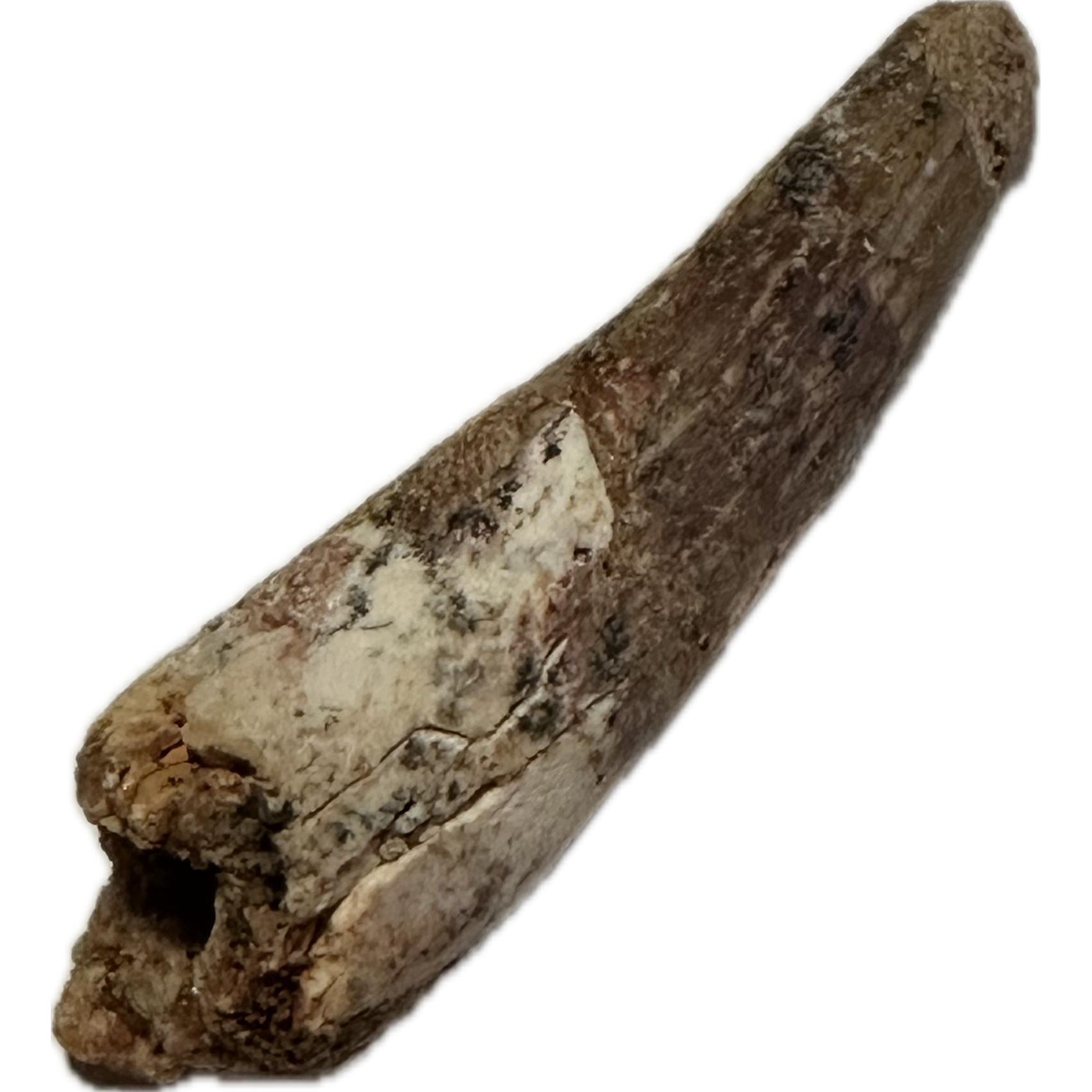 Spinosaurus Tooth, Morocco, 1 7/8″,  Free display included Prehistoric Online