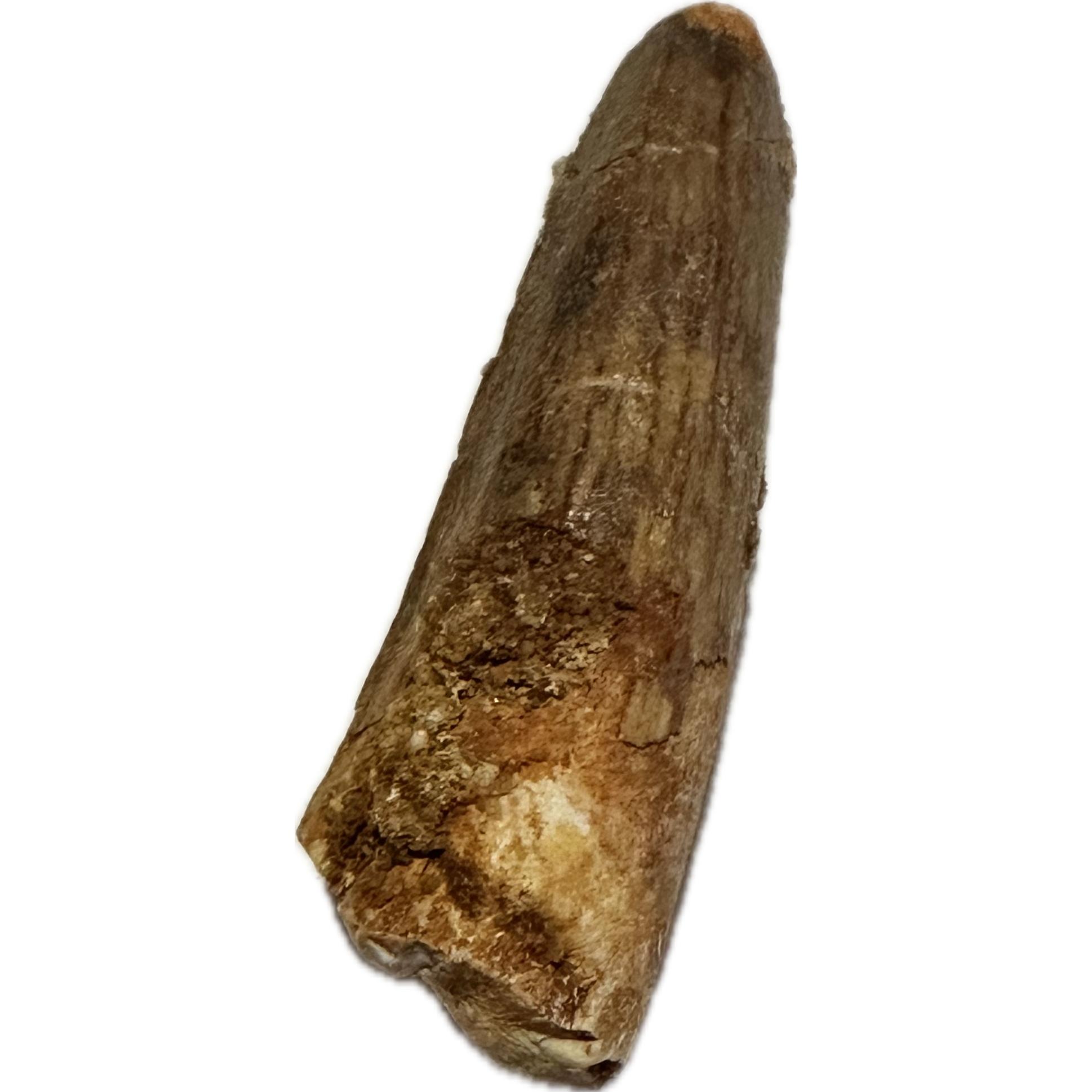Spinosaurus Tooth, Morocco,  Free display included, 1 1/2″ long Prehistoric Online