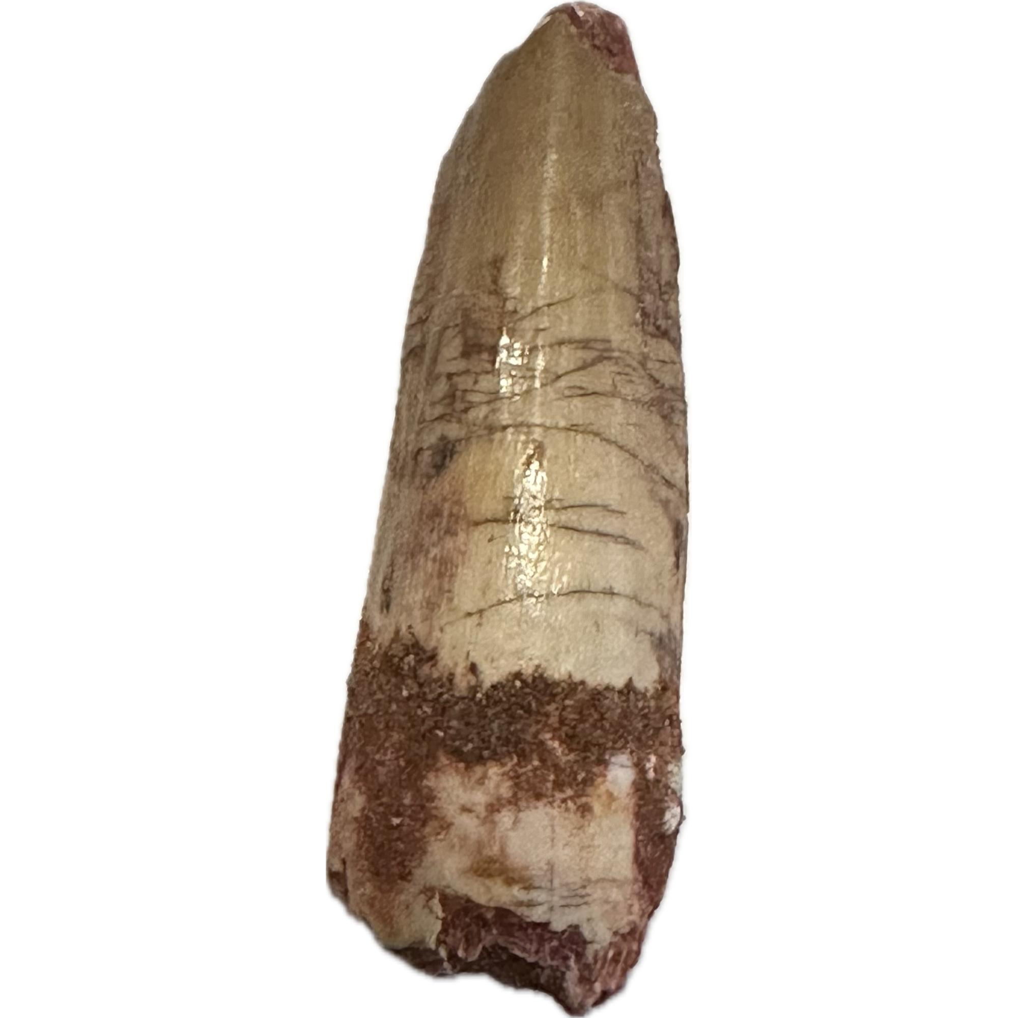Spinosaurus dinosaur Tooth, 1 5/8″ long Prehistoric Online
