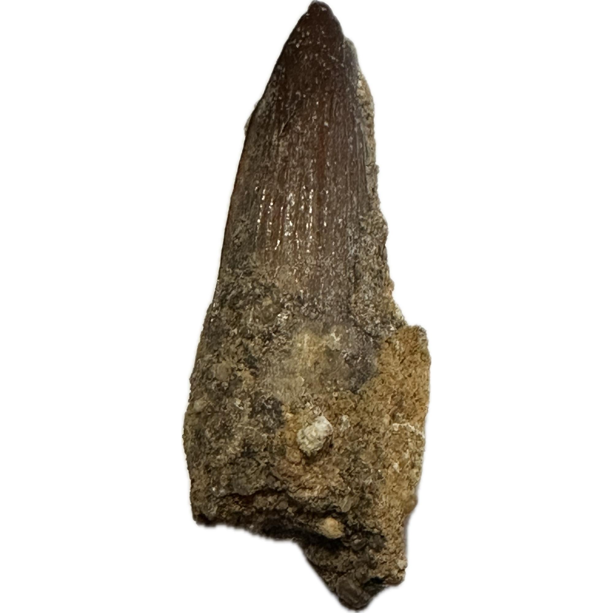 Spinosaurus Tooth, Morocco,  Free display included, in matrix Prehistoric Online