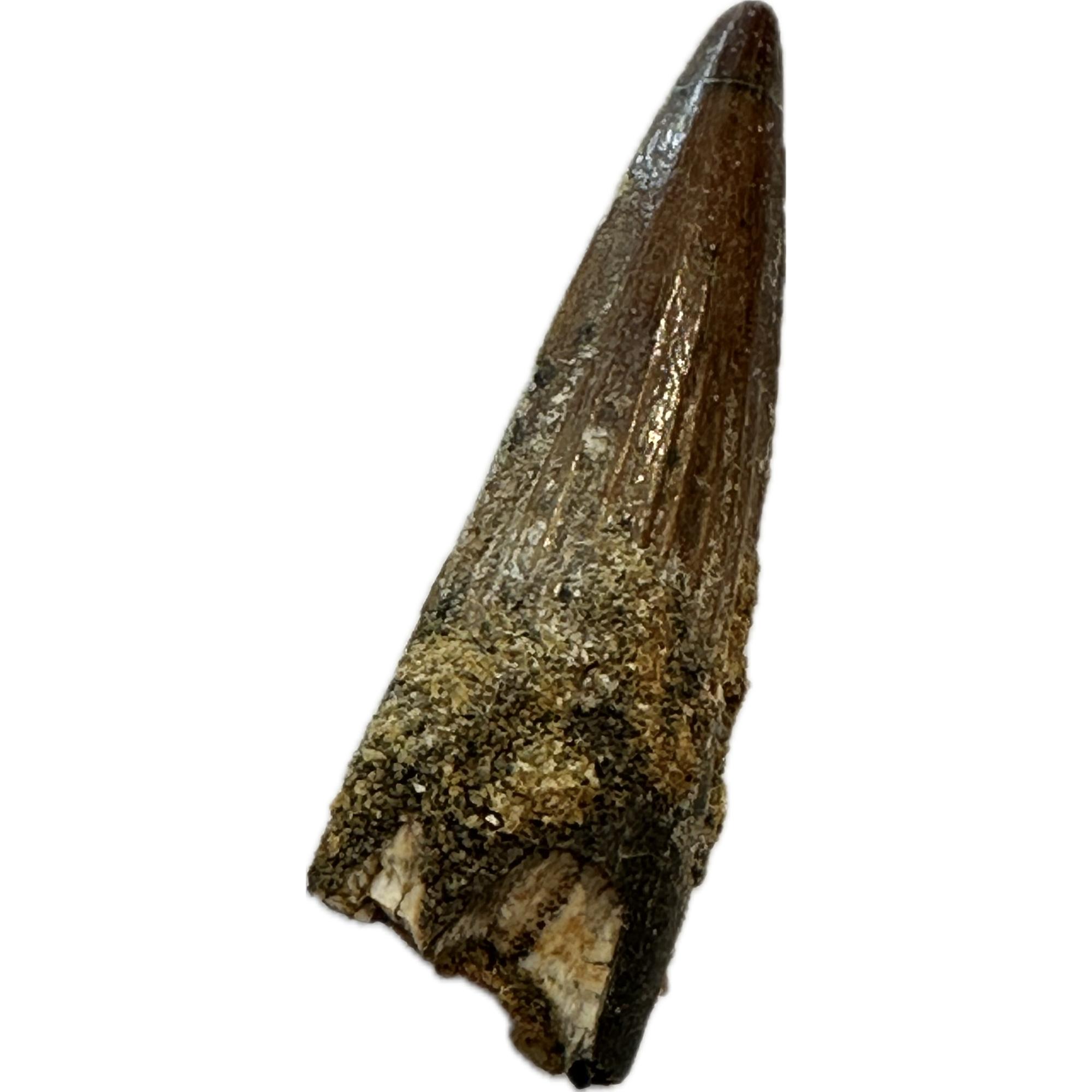 Spinosaurus dinosaur Tooth, 1 1/2″ Prehistoric Online