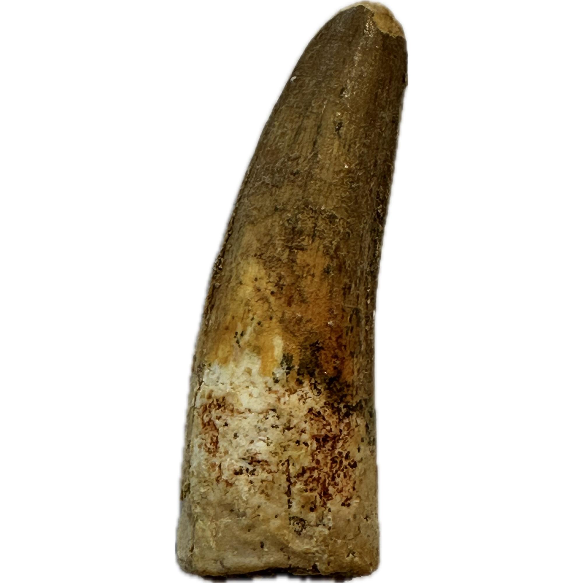 Spinosaurus dinosaur Tooth, 1 7/8″ Prehistoric Online