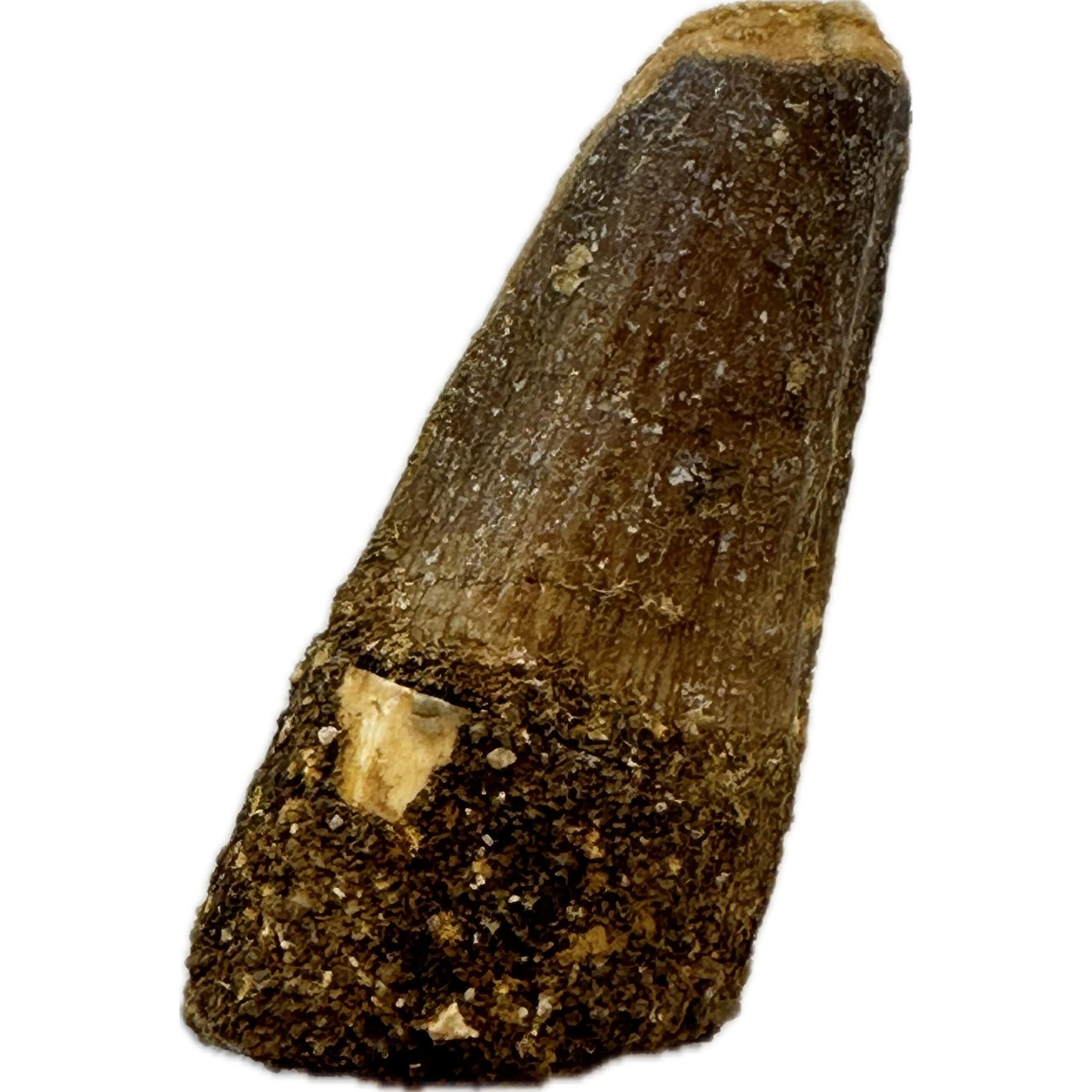 Spinosaurus dinosaur Tooth, 1 5/8″ Prehistoric Online