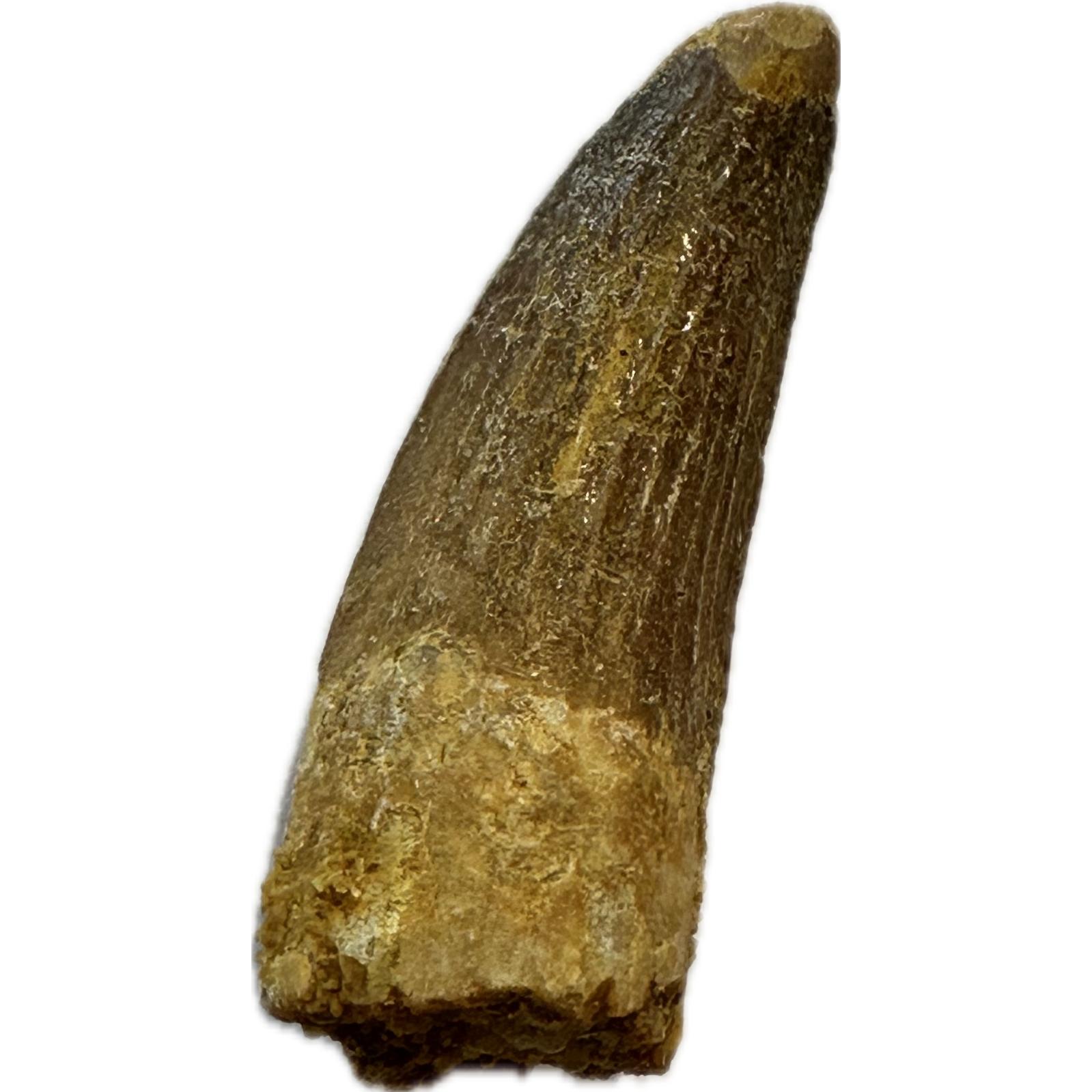Spinosaurus dinosaur Tooth, 1 3/8″ Prehistoric Online