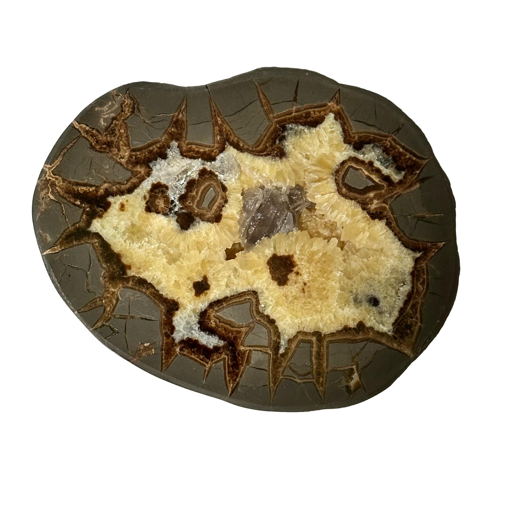 Septarian Slice, Utah, Calcite center Prehistoric Online