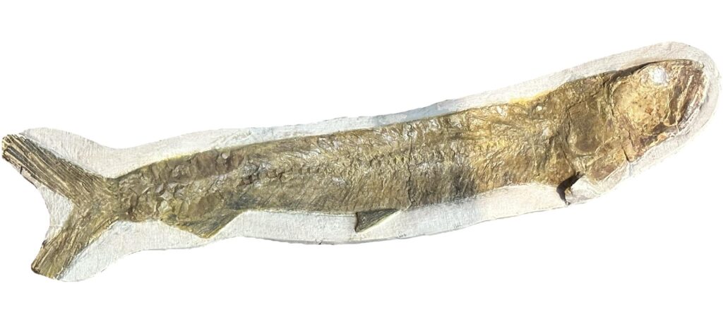 Fossil Fish from Morocco, exceptional and rare species, Ichthyodectiform