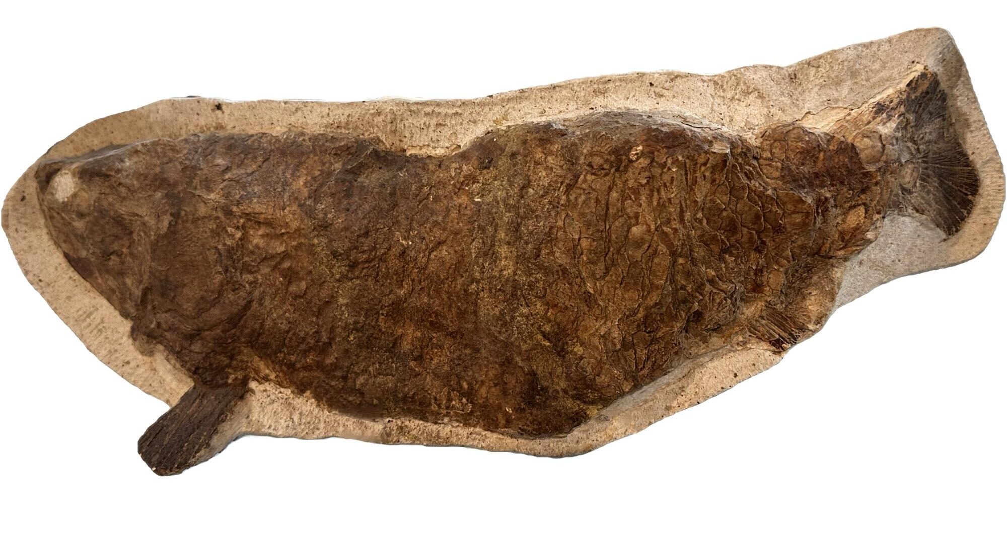 Fossil Fish from Morocco, (Goulmimites)possible Ichthyodectiform Prehistoric Online