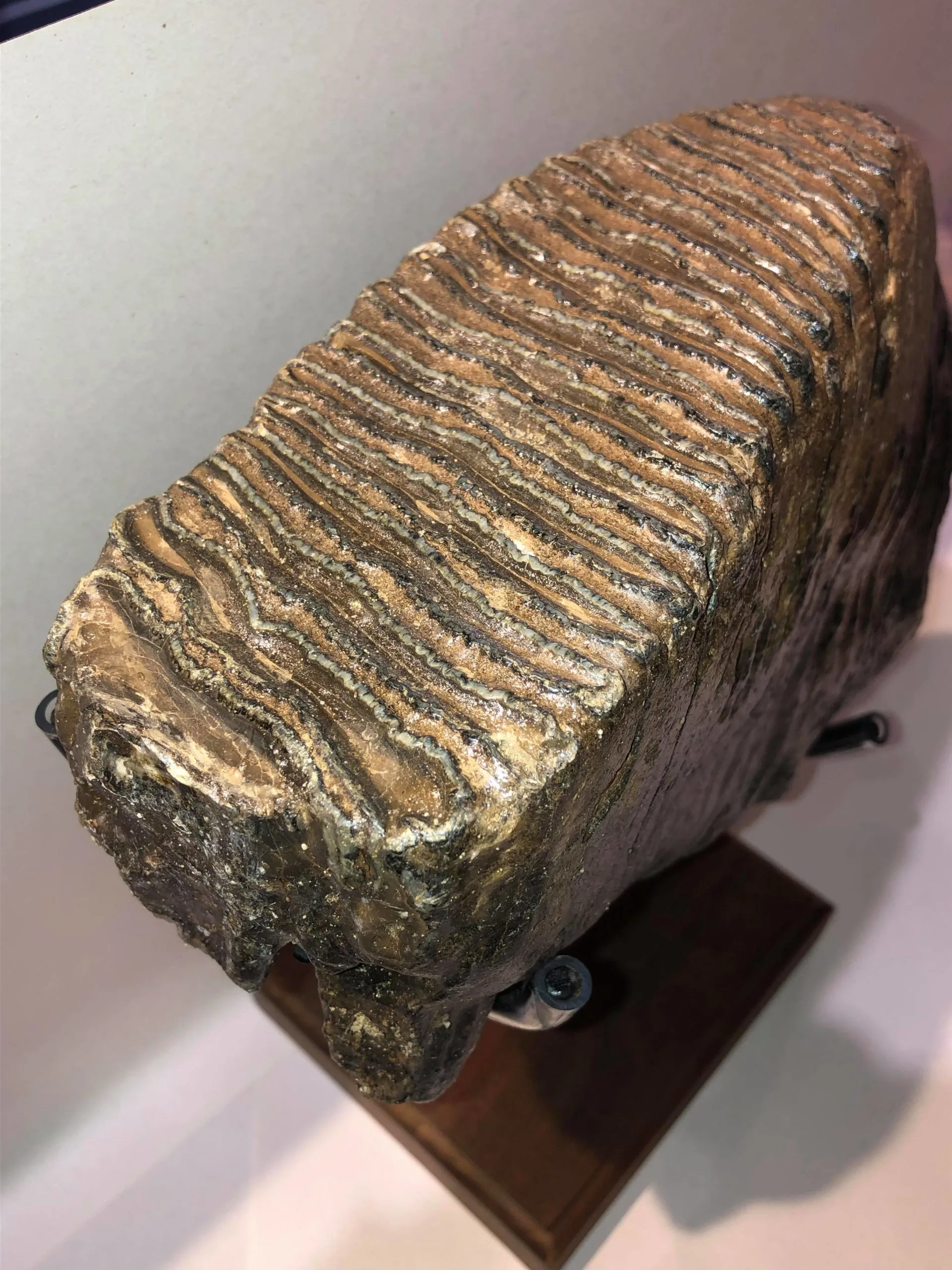 Woolly Mammoth Tooth, custom metal stand Prehistoric Online