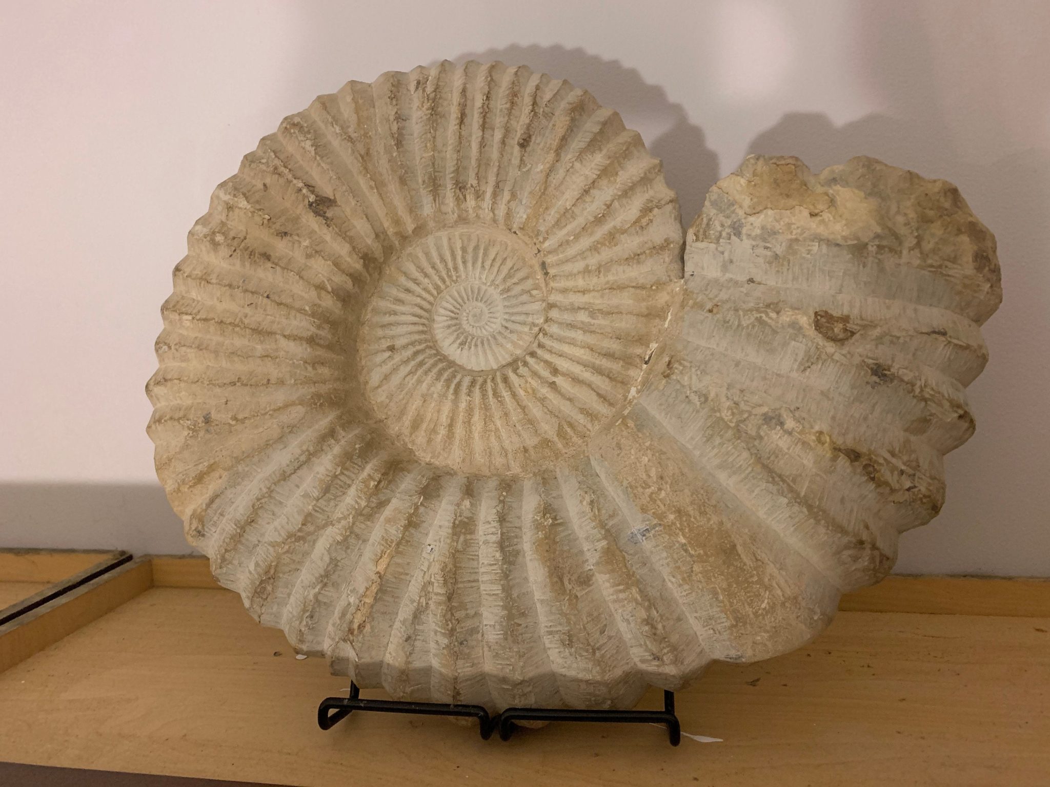 Agadir Ammonite fossil, Collector fossil, 16 inch diameter, very large Prehistoric Online