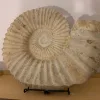 Agadir Ammonite fossil, Collector fossil, 16 inch diameter, very large Prehistoric Online