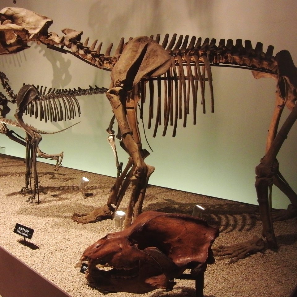 Cave bear Skelton and Skull20151125 3818