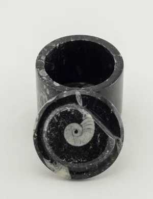 Goniatite Ammonite Pot Morocco Prehistoric Online