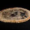 Petrified Wood Slice Indonesia Prehistoric Online