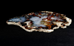 Petrified Wood Slice Hubbard Basin Prehistoric Online