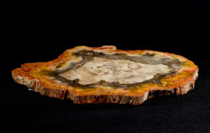 Petrified Wood Slice Madagascar Prehistoric Online