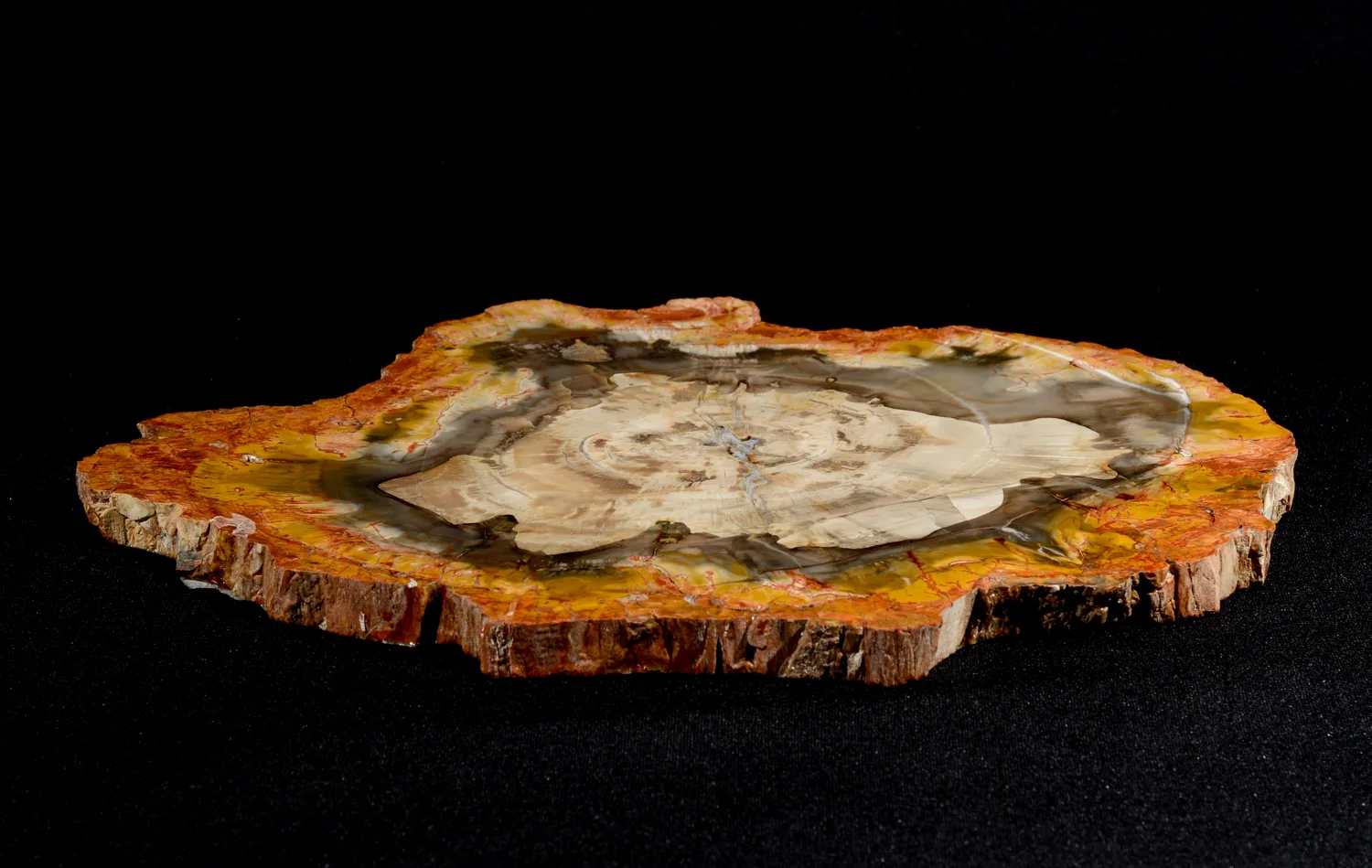 Petrified Wood Slice Madagascar Prehistoric Online