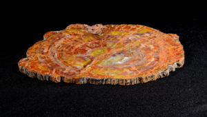 Petrified Wood Slice Arizona Prehistoric Online