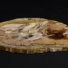 Petrified Wood Slice Ashwood, Oregon Prehistoric Online