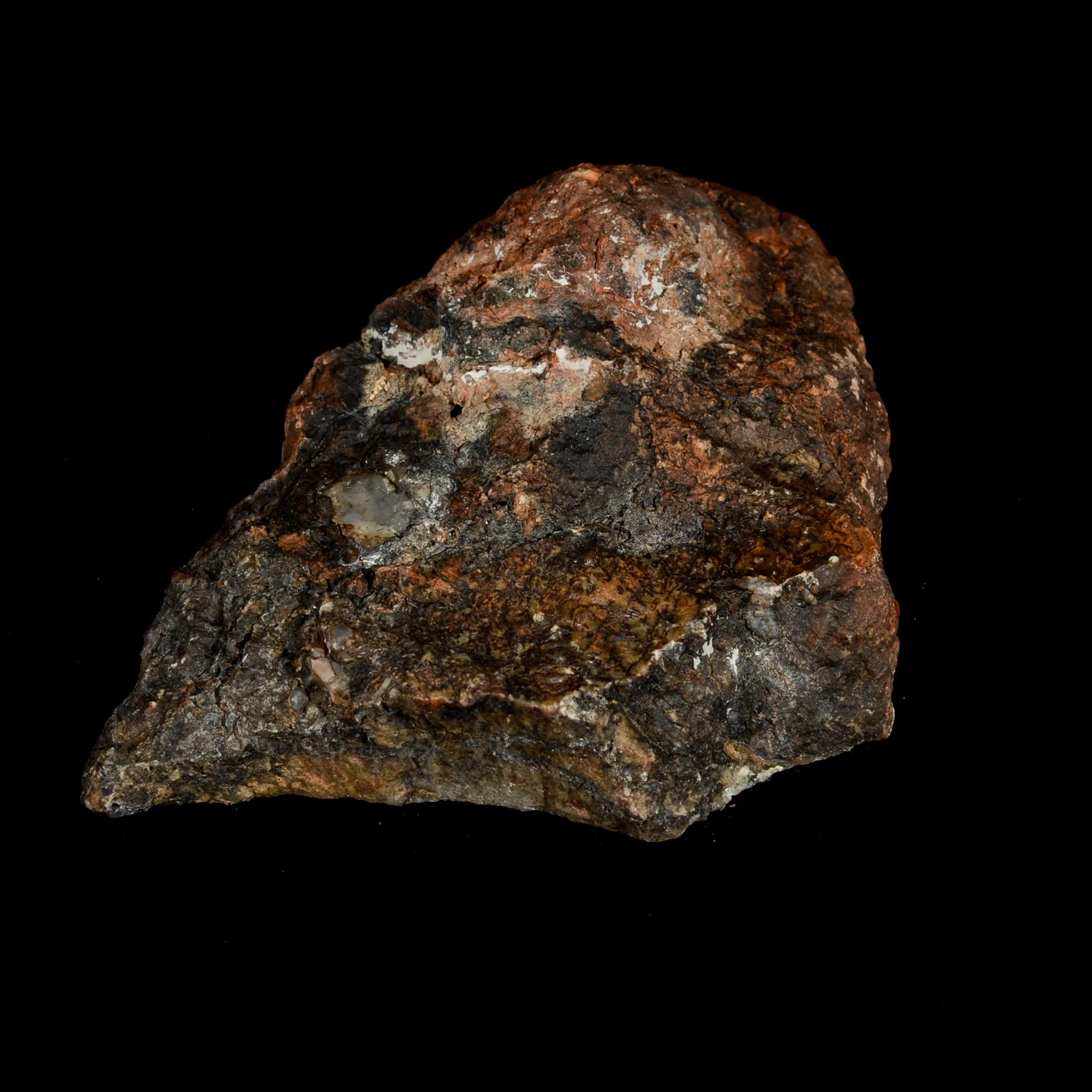 Dinosaur Coprolite, Utah, slice of fossil poop Prehistoric Online