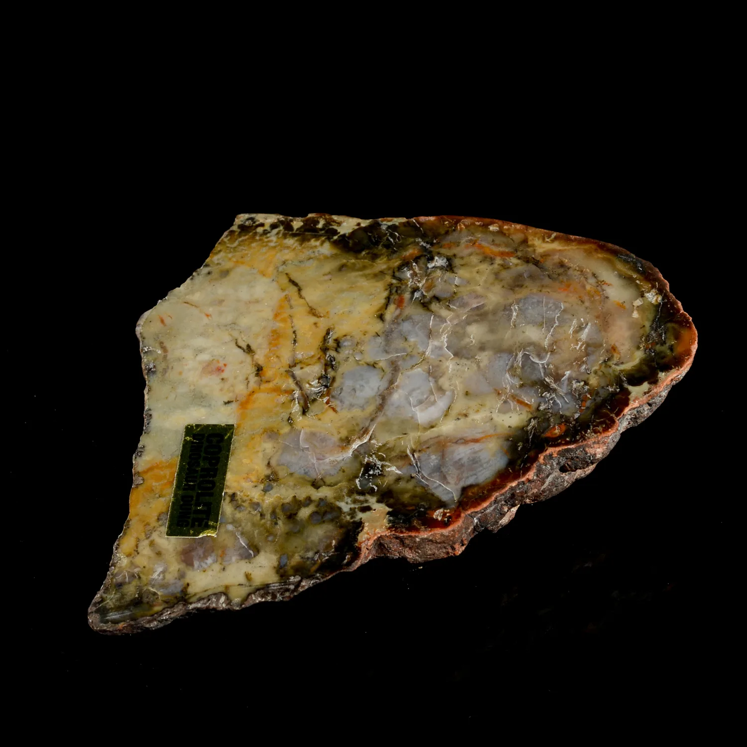 Dinosaur Coprolite, Utah, slice of fossil poop Prehistoric Online