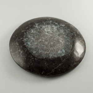 Goniatite Ammonite, Morocco   Decorative dish 4″ round Prehistoric Online