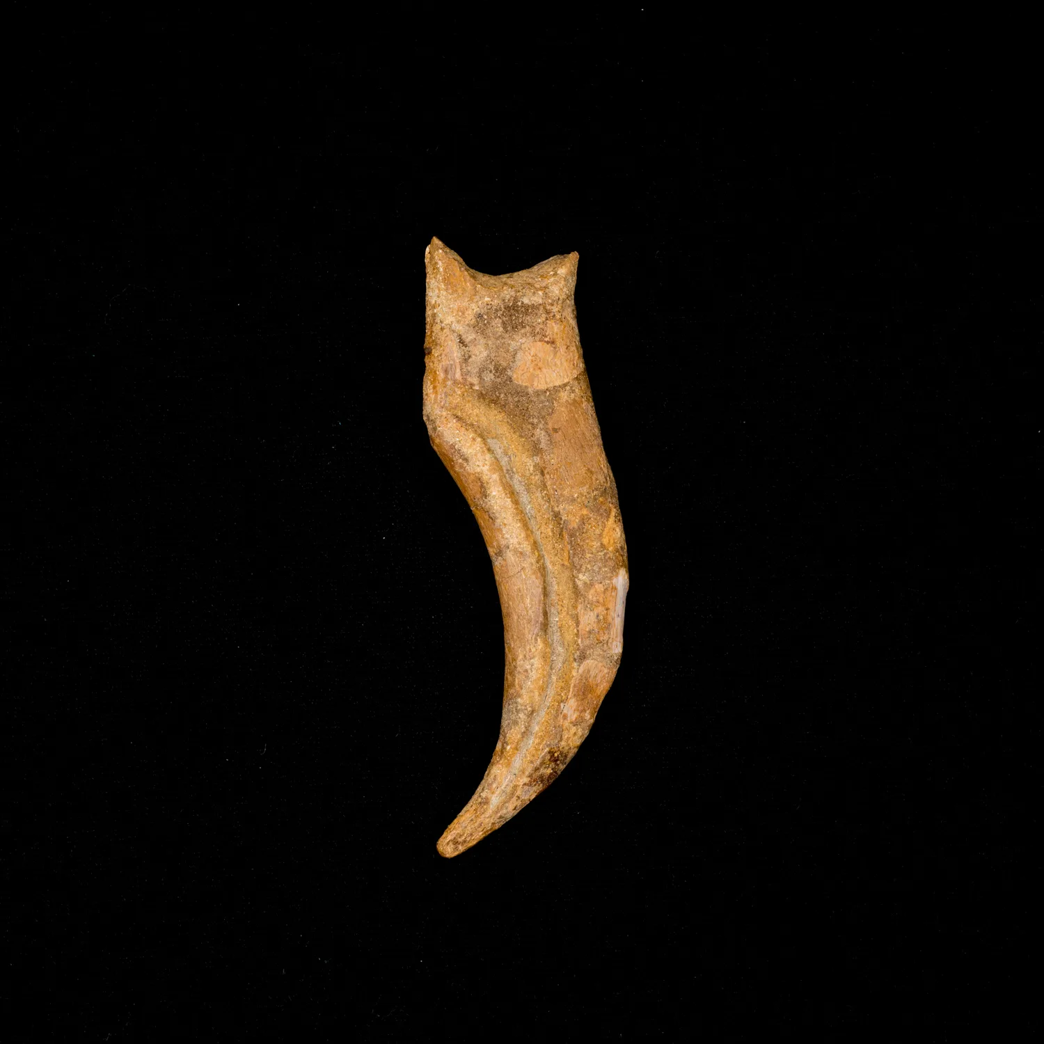 Spinosaurus Claw, Morocco, 4 1/2 inches with curve Prehistoric Online