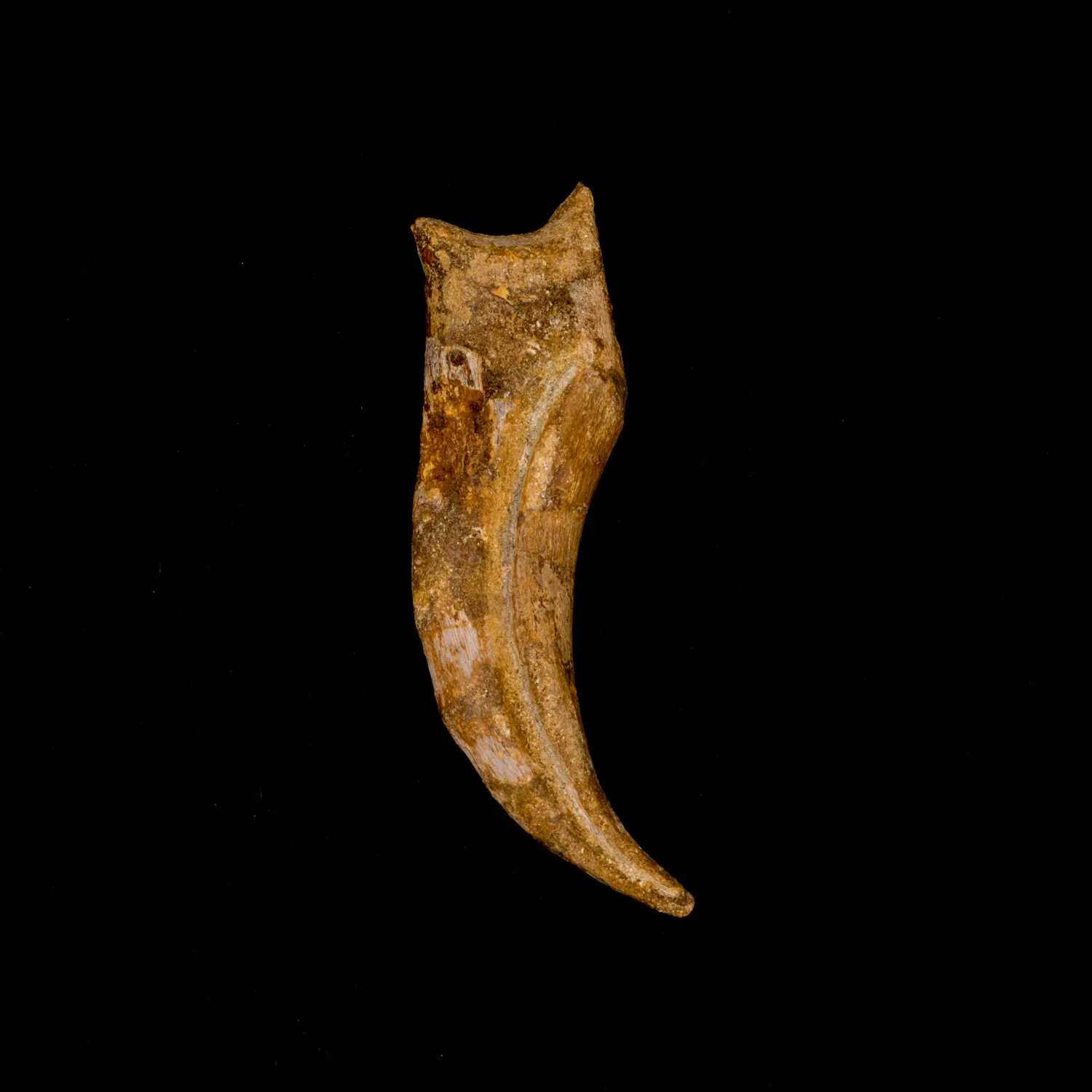 Spinosaurus Claw, Morocco, 4 1/2 inches with curve Prehistoric Online