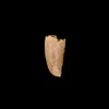 Raptor tooth  Kem Kem, Morocco Prehistoric Online
