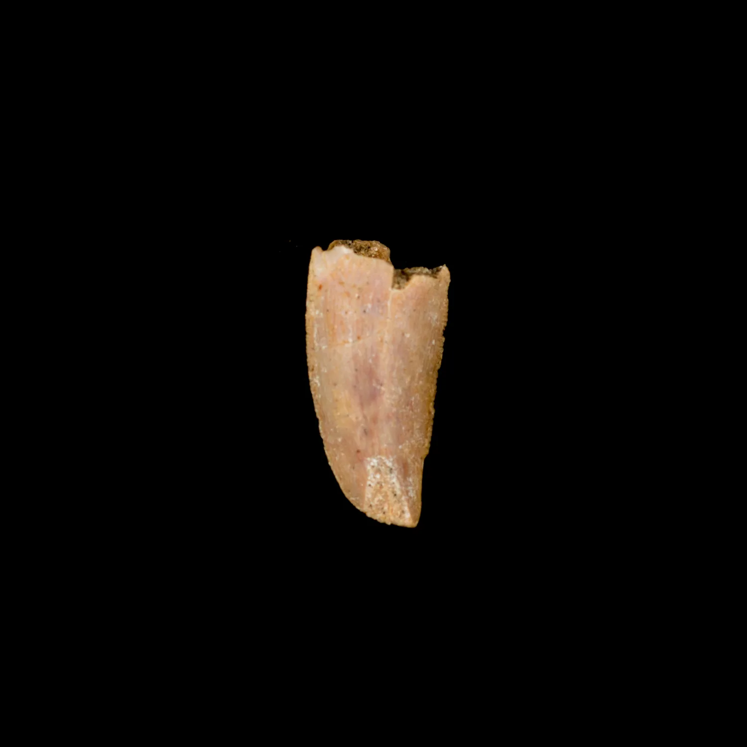Raptor tooth, Morocco Prehistoric Online