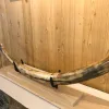Woolly Mammoth Tusk, Alaska Prehistoric Online