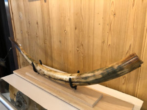 Woolly Mammoth Tusk, Alaska Prehistoric Online