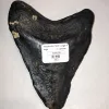 Megalodon Tooth  South Carolina 5 1/4″ Prehistoric Online