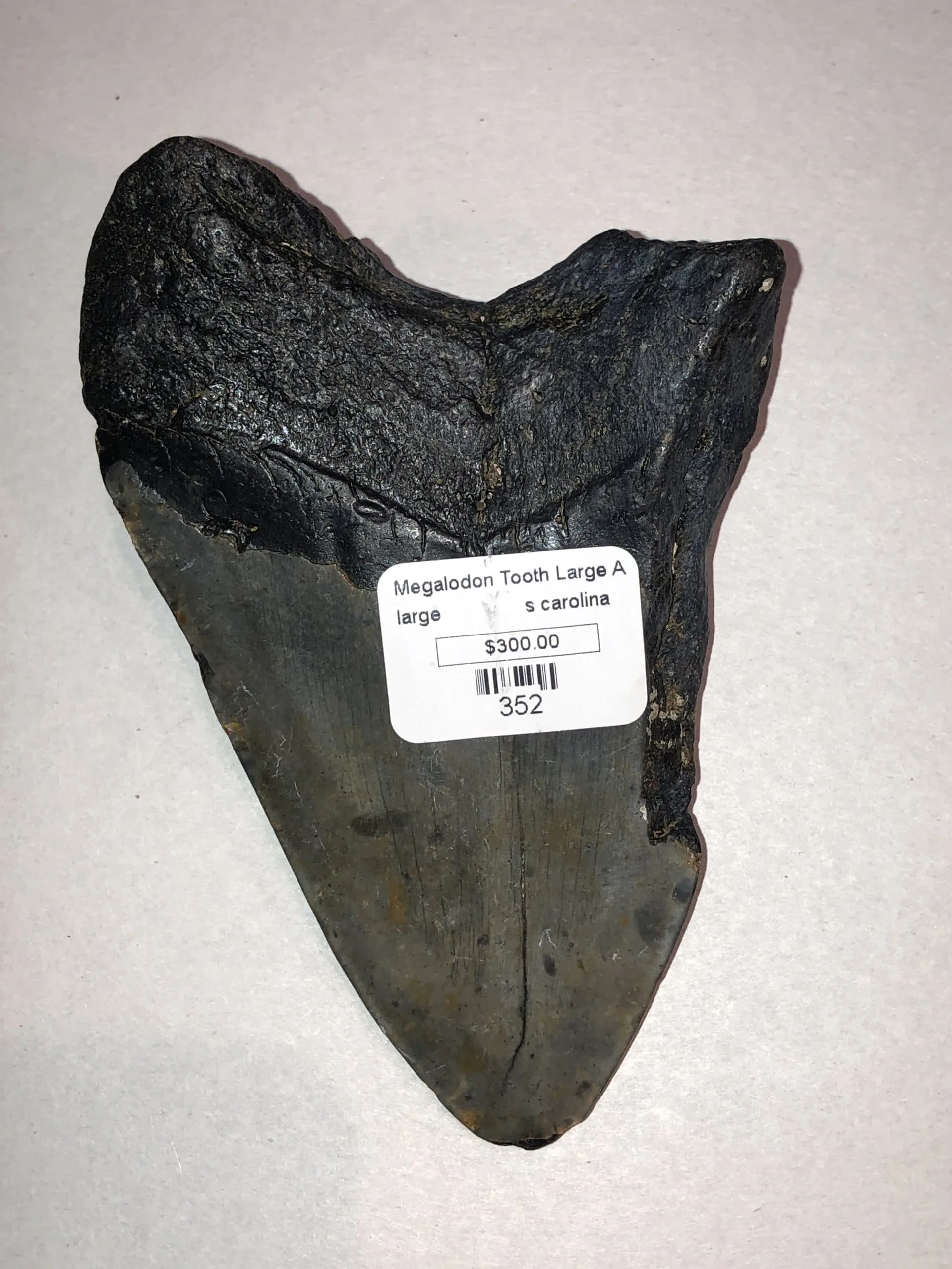 Megalodon Tooth,  South Carolina,  5″ Prehistoric Online